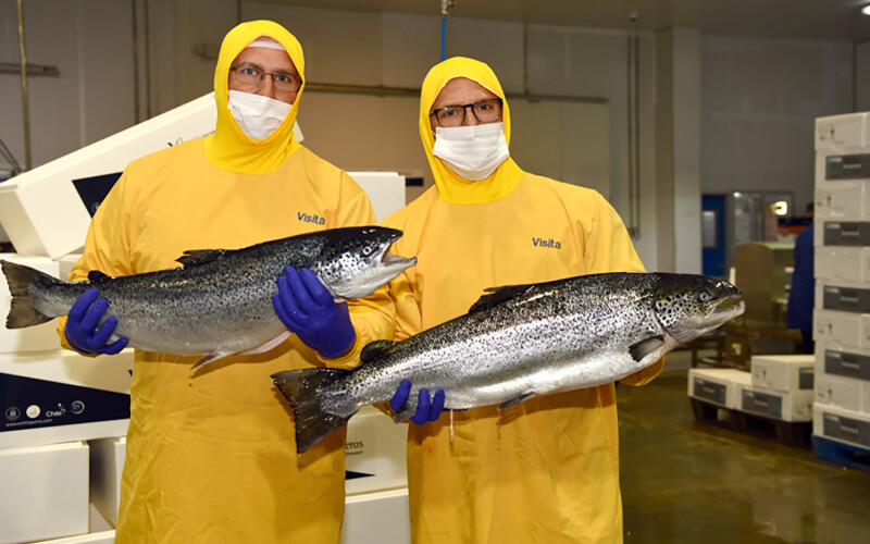 Two people holding Chilean farmed salmon