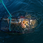 A trap in the water containing Dungeness crabs
