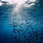 Tuna swimming in the ocean