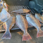Illegally acquired fish in the back of a truck