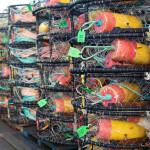 A stack of Dungeness crab traps.