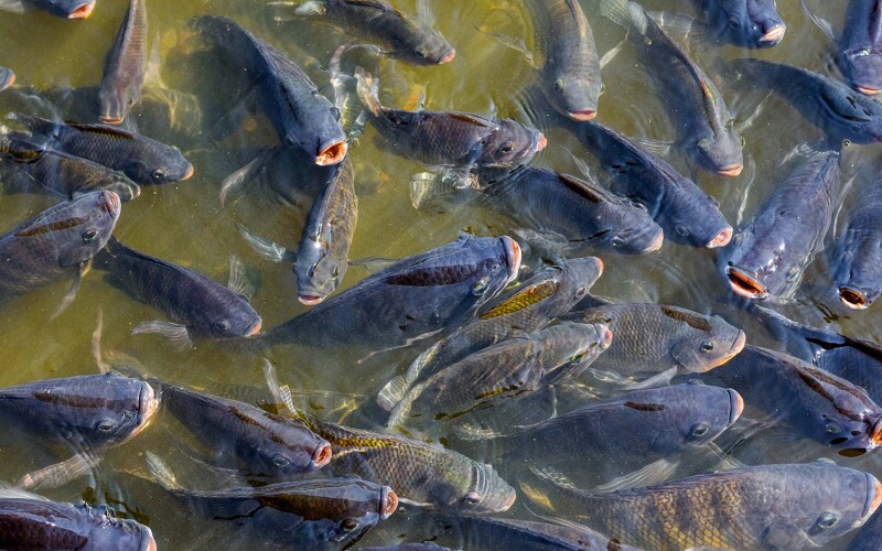 Tilapia surfacing in the water