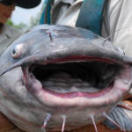 A blue catfish