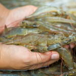 A person holding a handful of fresh shrimp