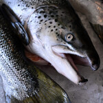 Chilean salmon on ice
