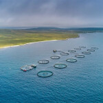 An aerial view of salmon farming net pens in Scotland