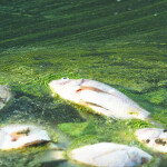 Dead fish in an algal bloom