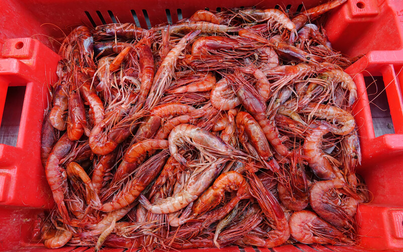 A basket of Argentine red shrimp