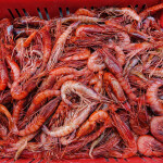 A basket of Argentine red shrimp
