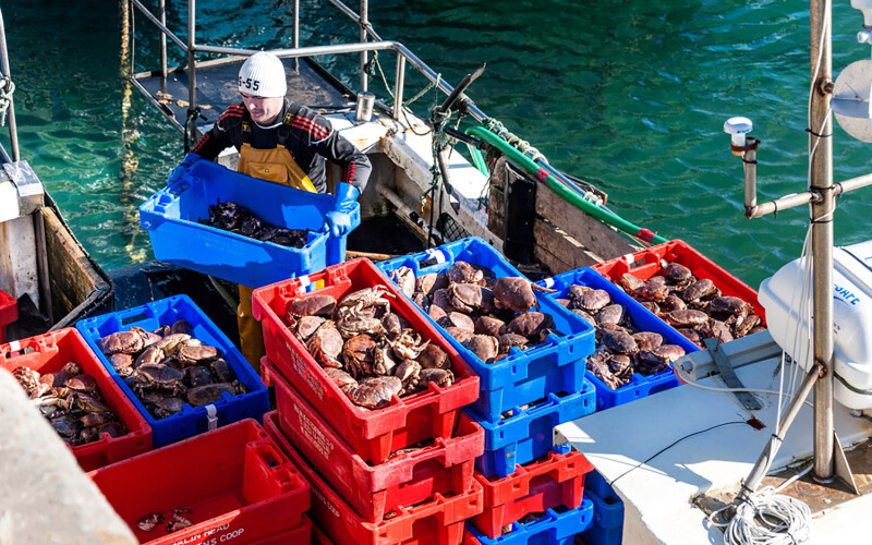 An Irish crab fisher offloading his catch