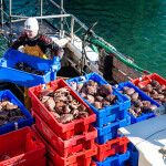 An Irish crab fisher offloading his catch