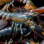 A pile of recently-caught Maine lobsters