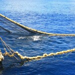 A purse-seine vessel pulling in a catch of tuna