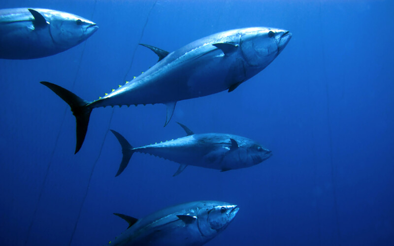 Bluefin tuna swimming