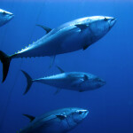 Bluefin tuna swimming