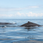 A family of humpback whales