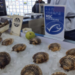 A Marine Stewardship Council logo, with a Chinese translation, behind a display of scallops