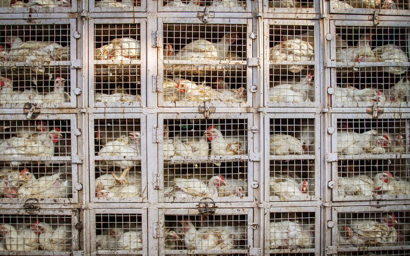 Chickens in cages at a chicken shop in India