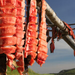 Chum salmon drying in Alaska