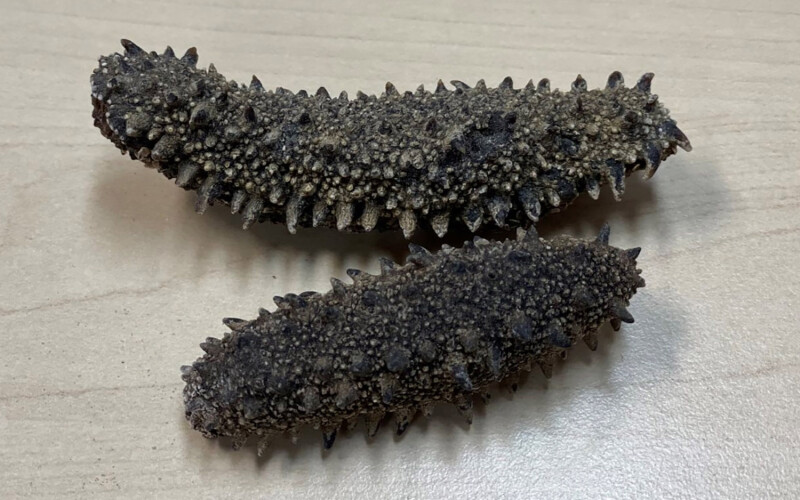 The Apostichopus japonicus species of sea cucumber