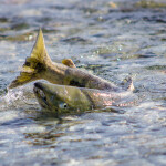 A salmon spawning