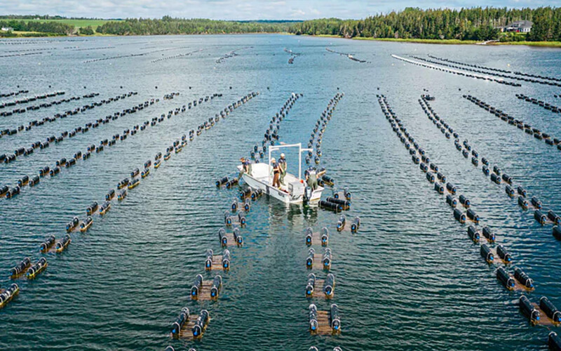 Oyster farmers tending to their operations on Prince Edward Island, Canada