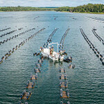 Oyster farmers tending to their operations on Prince Edward Island, Canada