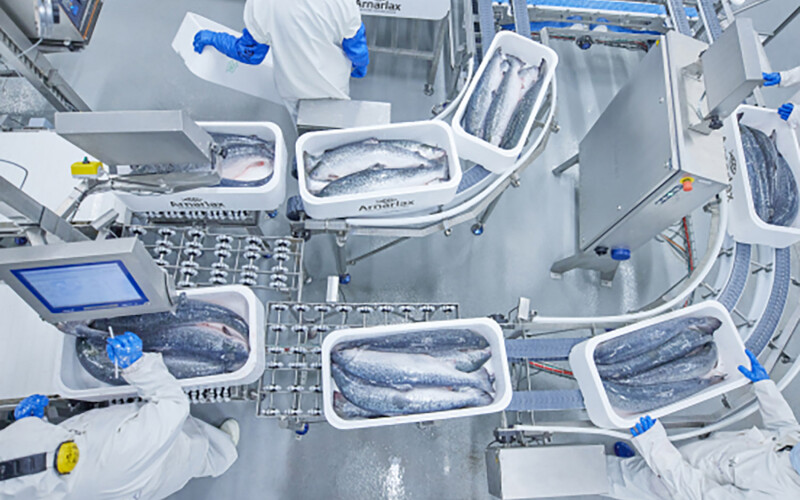 Employees sorting whole salmon at an Arnarlax processing facility