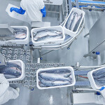 Employees sorting whole salmon at an Arnarlax processing facility