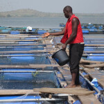 A Nigerian fish farmer feeding fish in a pen