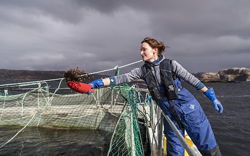 A Scottish salmon farmer feeding fish in a net pen