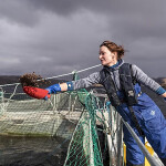 A Scottish salmon farmer feeding fish in a net pen