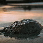 A horseshoe crab on a beach.