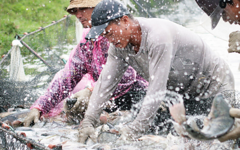 Tilapia farmers handling their fish in China