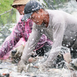 Tilapia farmers handling their fish in China