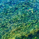 Menhaden swimming
