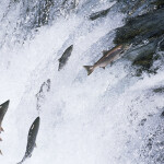 Salmon swimming upstream attempting to jump a waterfall