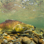 A Chinook salmon
