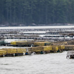 An oyster farm located in the Damariscotta River in the U.S. state of Maine