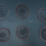 A top-down view of salmon farms in Tasmania