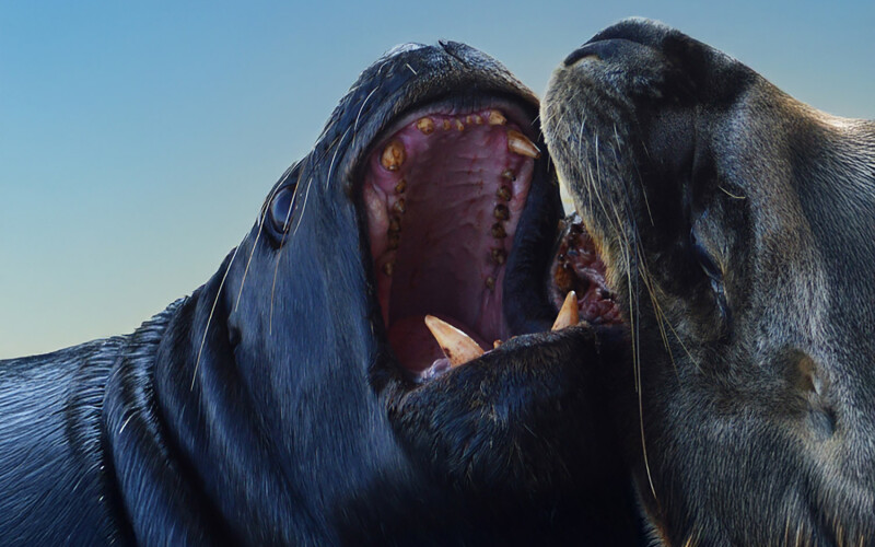 Sea lions off the coast of Chile