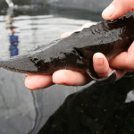 A Tsar Nicoulai Caviar employee holding a baby sturgeon