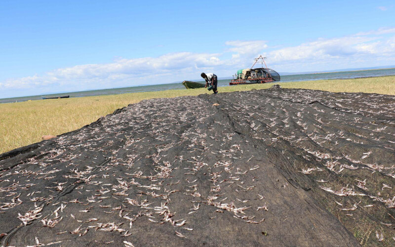 A farmer in Zambia drying fish for use in fish powder