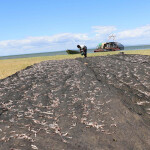 A farmer in Zambia drying fish for use in fish powder