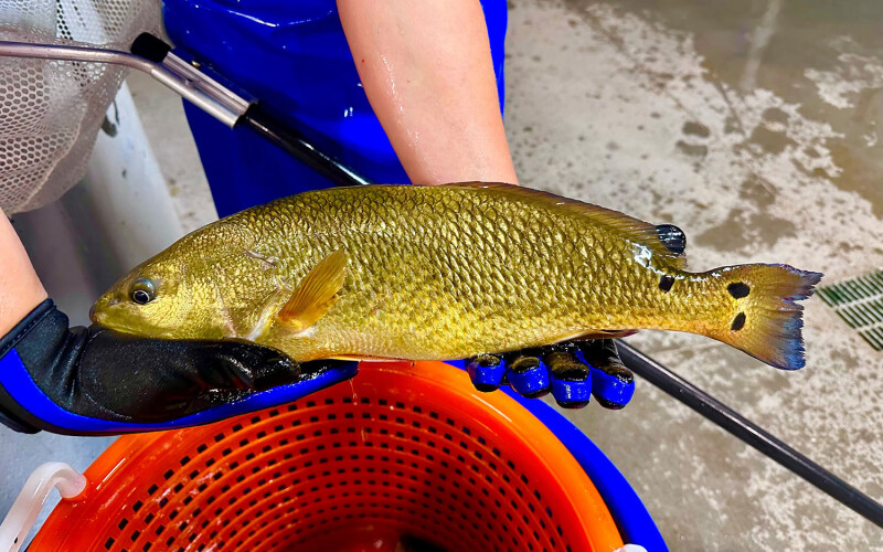 A Pine Island Redfish employee holding a recently harvested red drum