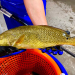 A Pine Island Redfish employee holding a recently harvested red drum