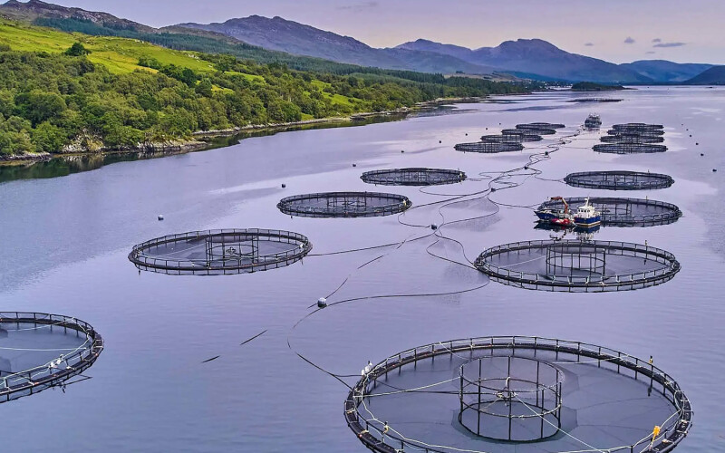 A Bakkafrost Scotland farm