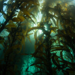 A kelp forest off the coast of California