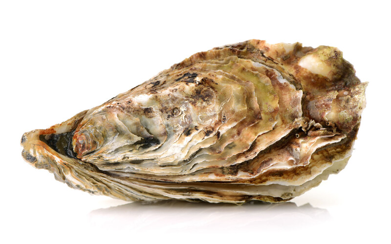 A solitary oyster in its shell with a white background