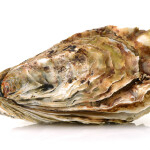 A solitary oyster in its shell with a white background